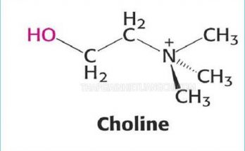 Choline là gì?