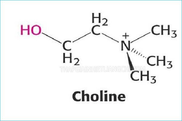 Choline là gì?