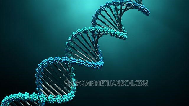 Giúp ích cho quá trình tổng hợp ADN