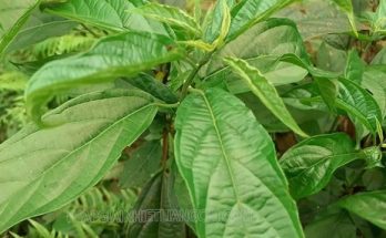 cây Đắng Cảy có tác dụng gì