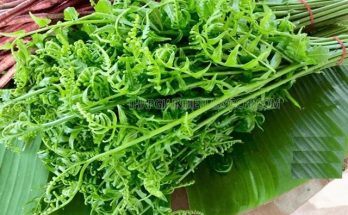 Rau Dớn được người dân thu hái và đem đi bán