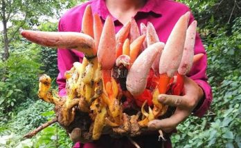 Nấm ngọc cẩu phát triển ở rừng phía Bắc