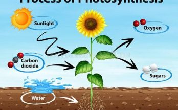Quá trình quang hợp và hô hấp của cây