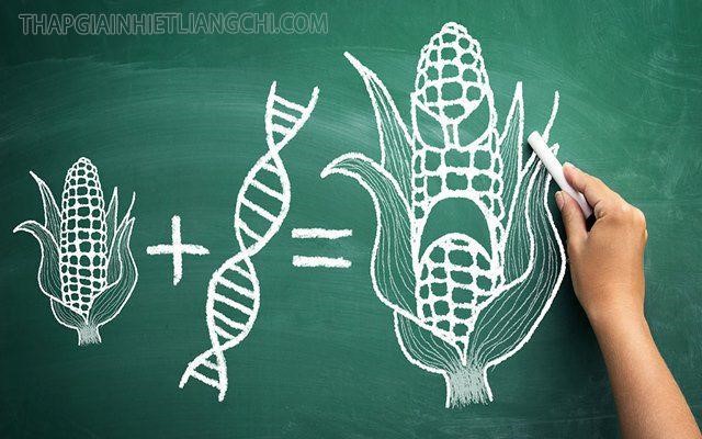 Tìm hiểu GMO là gì?