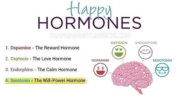 Serotonin là một trong bốn hormones khiến cho con người hạnh phúc