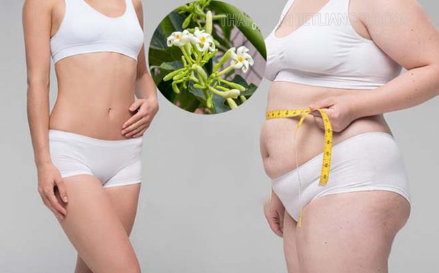 Hoa đu đủ hỗ trợ giảm cân, phòng ngừa béo phì