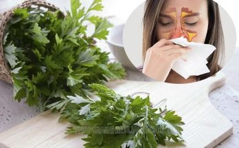 Uống nước ngải cứu tươi có tác dụng gì?