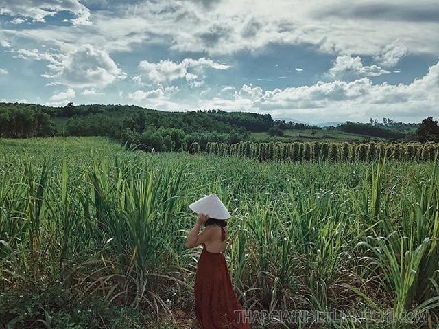 Đồng cỏ lau ở Cao nguyên Vân Hòa, Phú Yên