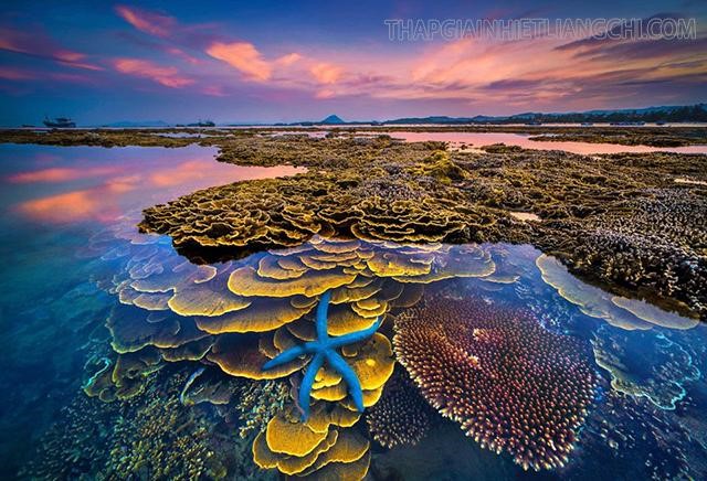 Rặng san hô khi thủy triều xuống ở Hòn Yến, Phú Yên 