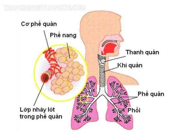 Minh họa hệ hô hấp của con người 