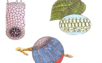 Hình dạng của các tế bào thực vật  