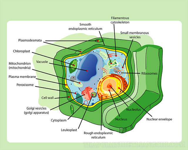 Tìm hiểu mô hình của tế bào thực vật 