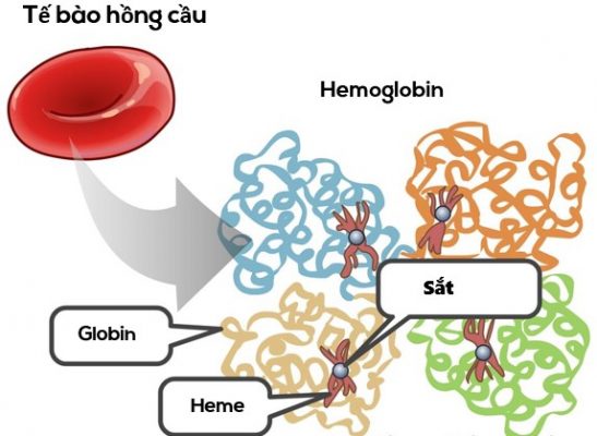 Hemoglobin là gì? Nồng độ Hemoglobin bao nhiêu là thiếu máu?