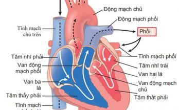 Buồng tim được chia làm 4 buồng 