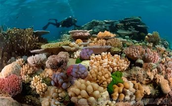 Ngành ruột khoang mang ý nghĩa sinh thái dưới biển và đại dương