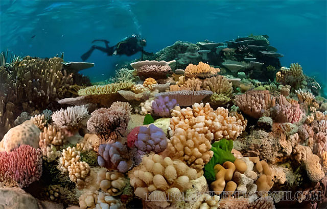 Ngành ruột khoang mang ý nghĩa sinh thái dưới biển và đại dương