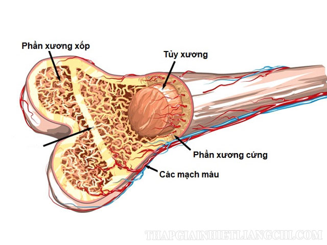 Đặc điểm cấu tạo của xương của cơ thể người