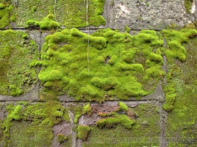 Hình ảnh cây rêu tường