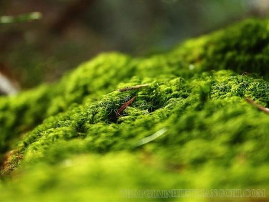 Cây rêu là cây gì? Đặc điểm cấu tạo của cây rêu - Tháp giải nhiệt LiangChi