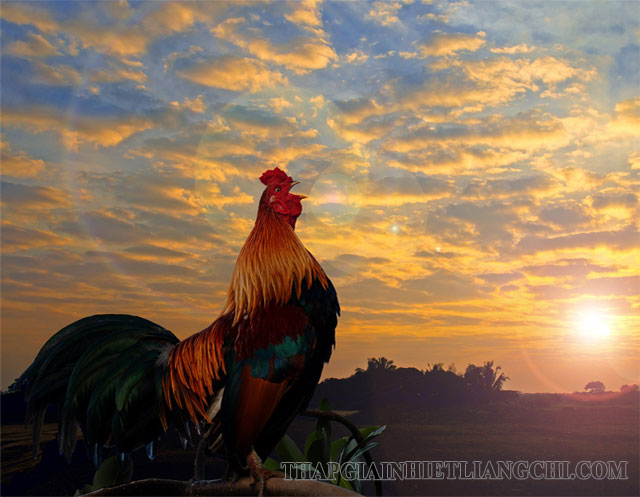 Gà trống gáy mỗi sáng là tập tính bẩm sinh của loài gà
