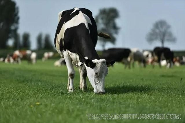 Bò Holstein thuần - giống bò sữa cao sản nhất thế giới