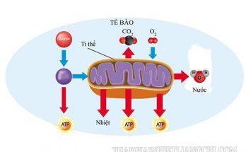 Hô hấp tế bào diễn ra ở ti thể