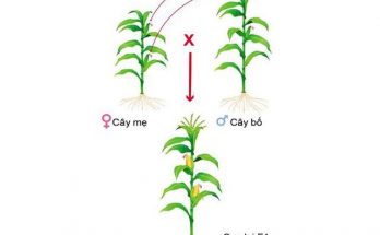 Ưu thế lai - cơ thể lai xuất hiện các phẩm chất ưu tú