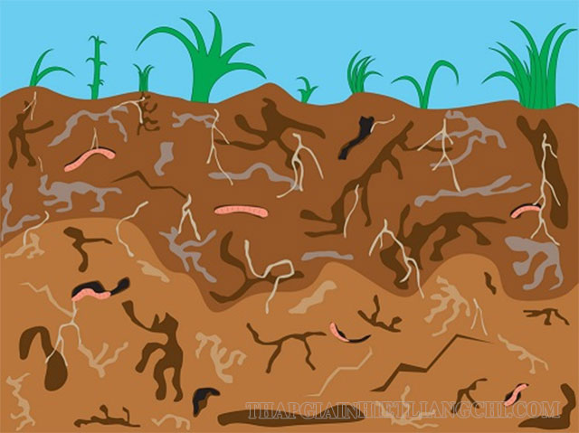 Vi sinh vật có rất nhiều trong môi trường đất 