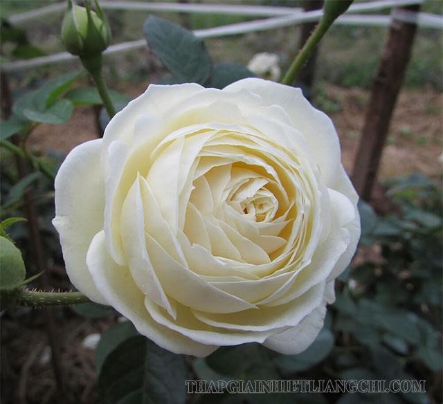 Câu chuyện về bông hồng trắng