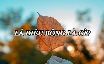 Lá Diêu Bông là tên của bài thơ cùng tên được sáng tác bởi Hoàng Cầm