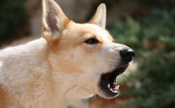 Ý nghĩa của câu chó sủa là chó không cắn
