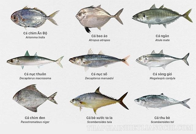 Trường biểu vật của danh từ cá là tên nhiều loại cá khác nhau