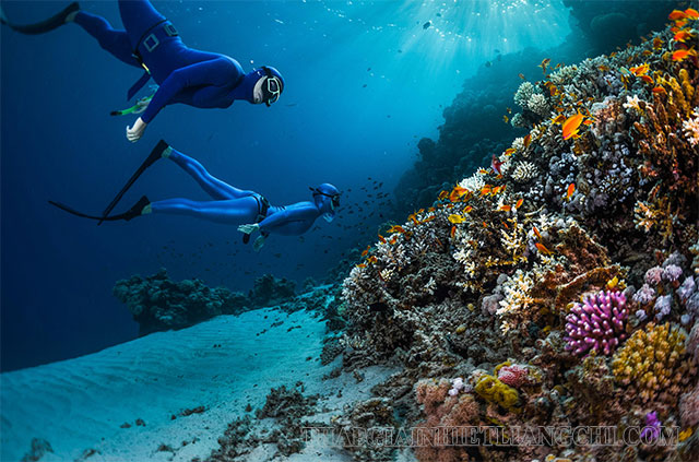 Các rạn san hô là nơi sinh sống của hàng ngàn sinh vật biển