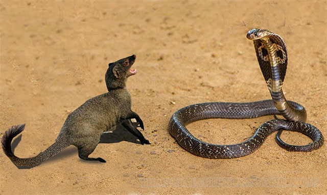Cầy mangut là loài vật khắc tinh của các loài rắn
