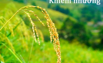 Khiêm nhường là không phô trương và tỏ ra tự cao tự đại