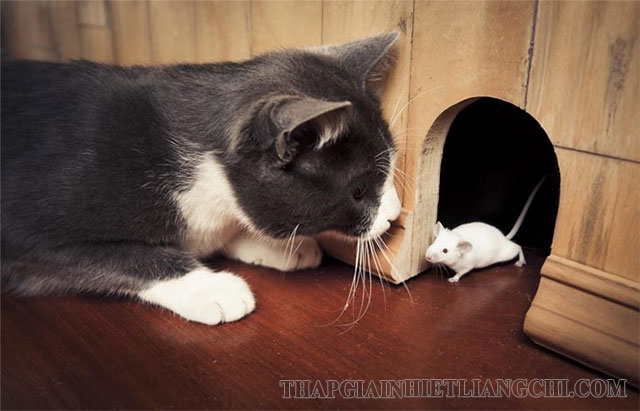 Mèo và chuột là ví dụ về khắc tinh mang đặc điểm tương phản