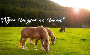 Ngưu tầm ngưu mã tầm mã để nói về người giống nhau sẽ chơi cùng nhau