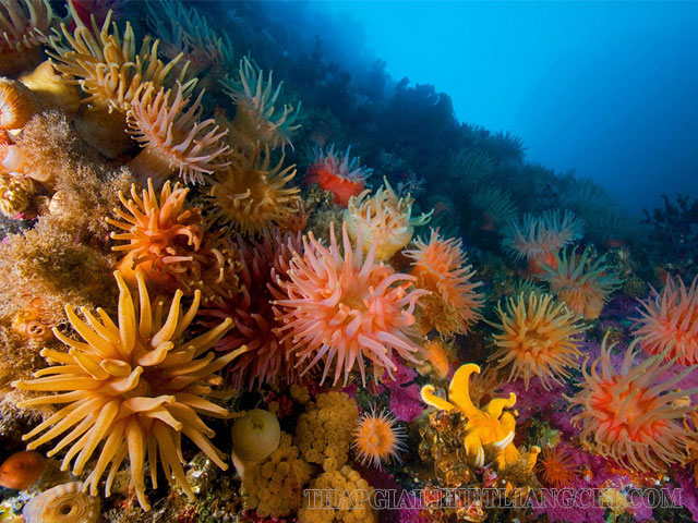 San hô là động vật không xương sống ở dưới biển