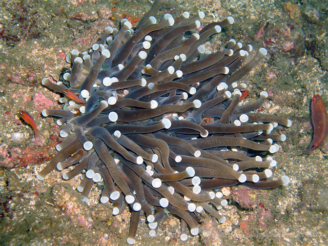 San hô nấm Heliofungia actiniformis có nguy cơ cao bị tuyệt chủng