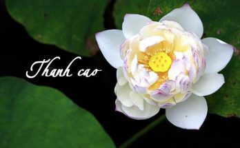 Thanh cao là lối sống có nhân cách cao thượng