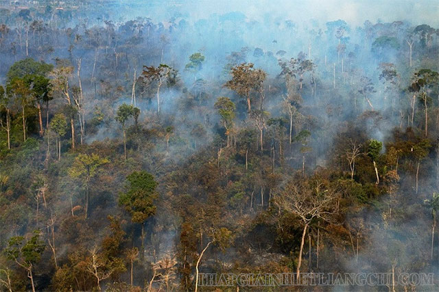 Vùng rừng rậm Amazon có nguồn thiên nhiên trù phú